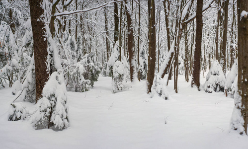 雪覆盖了冬天森林中的树木作为纹理。 新年背景。 雪天森林景观全景照片。