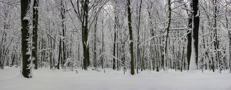 雪覆盖了冬天森林中的树木作为纹理。 新年背景。 雪天森林景观全景照片。