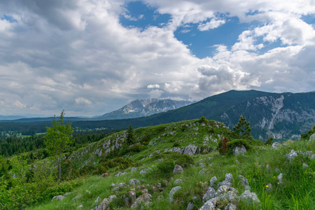 高山森林中绿色草地的风景