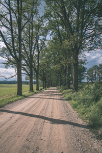 拉脱维亚的乡村道路，两边都有大树