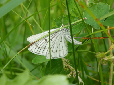 草地上绿绿的白蝴蝶