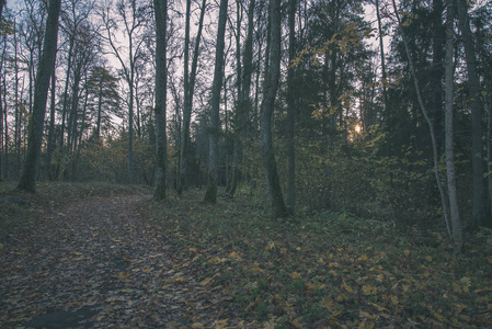 秋天的森林景观，有树木，有薄雾的天气