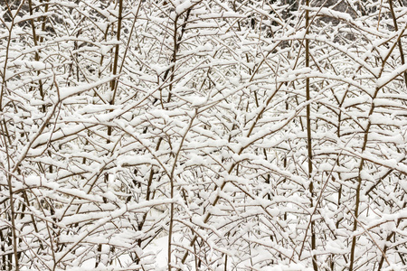 冬季森林。 树枝上的雪