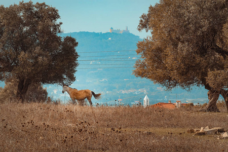 葡萄牙辛特拉牧驴图片