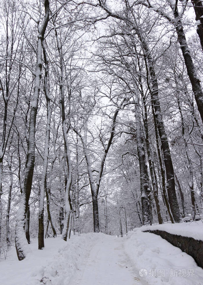 冬天的路上森林和树木在阴天的雪背景下