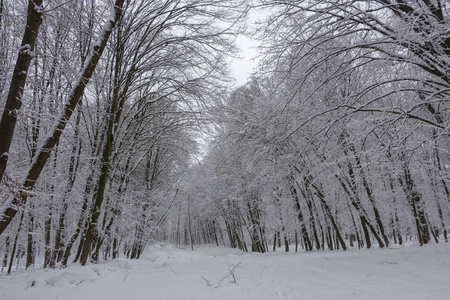 冬天的路上，森林和树木在阴天的雪背景下