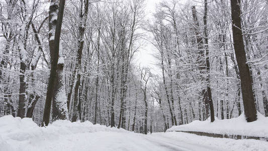 冬天的路上，森林和树木在阴天的雪背景下