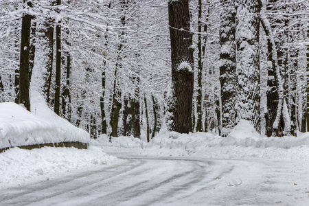 冬天的路上，森林和树木在阴天的雪背景下