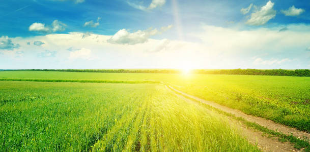 绿野蓝天白云。 地平线上方是明亮的日出。 农业景观。 宽的照片。