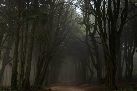 辛特拉森林的神秘迷雾