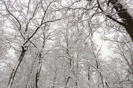 概念冬季美。 硬木。 裸露的树木覆盖着雪。 冰霜清新