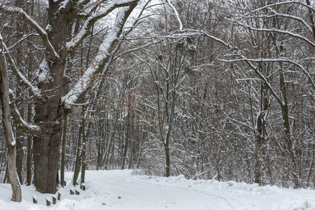 概念冬季美。 硬木。 裸露的树木覆盖着雪。 冰霜清新