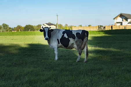 夏天，奶牛在绿色的草地上放牧。