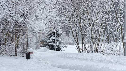 冬天的公园，在多云的寒冷的日子里有覆盖着雪的植物