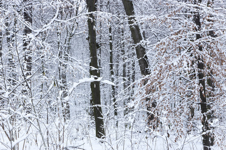 概念冬季美。 硬木。 裸露的树木覆盖着雪。 冰霜清新