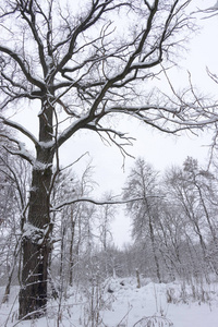 概念冬季美。 硬木。 裸露的树木覆盖着雪。 冰霜清新