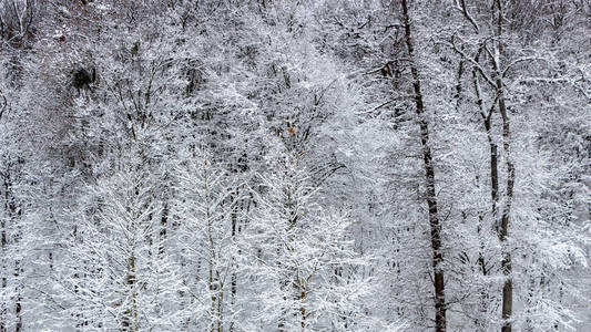 概念冬季美。 硬木。 裸露的树木覆盖着雪。 冰霜清新