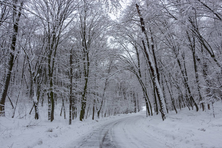 冬天的路上，森林和树木在阴天的雪背景下