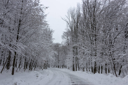 冬天的路上,森林和树木在阴天的雪背景下照片