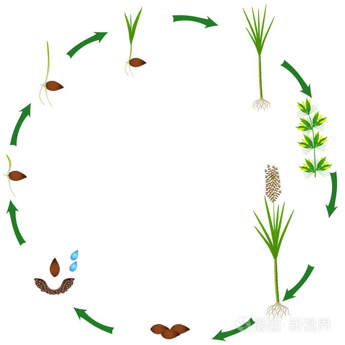 植物生长在白色背景上的循环