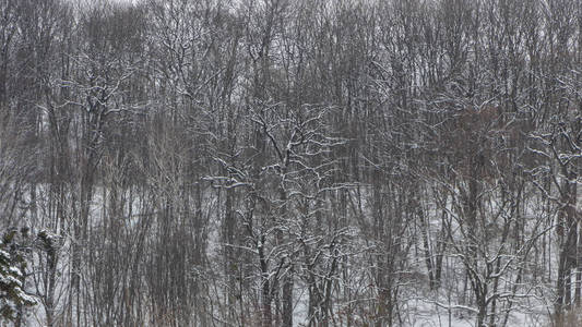 概念冬季美。 硬木。 裸露的树木覆盖着雪。 冰霜清新