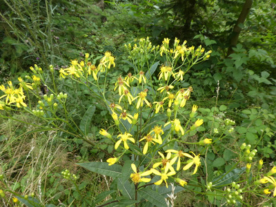 在森林里开着黄色花的麦草花照片