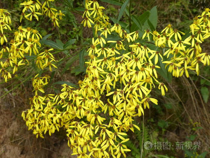 在森林里开着黄色花的麦草花