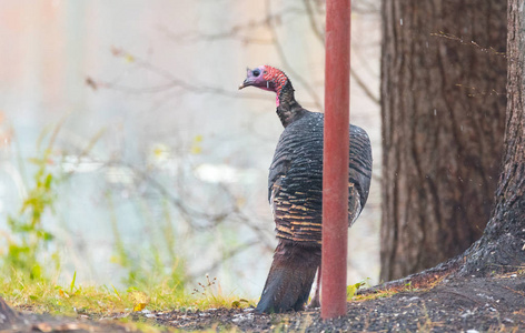 东部野生火鸡(梅勒格里斯gallopavo silvestris)母鸡在一个秋天的彩色
