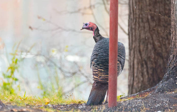 东部野生火鸡(梅勒格里斯gallopavo silvestris)母鸡在一个秋天的彩色