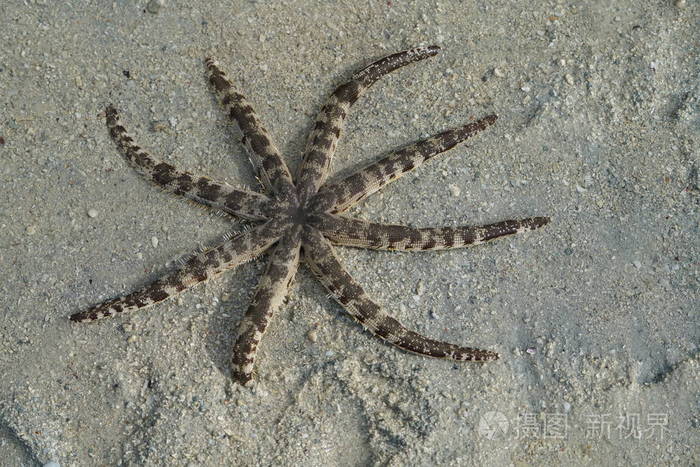 海星在海滩沙面上的特写镜头