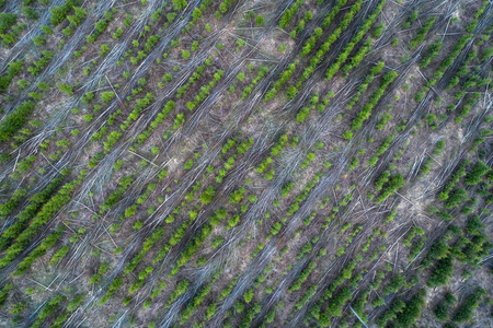 年轻针叶树种植园的鸟瞰图。 对角线的一排排尖刺和砍伐的桦树在其中