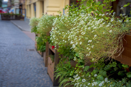 装饰着绿色植物的街头咖啡馆