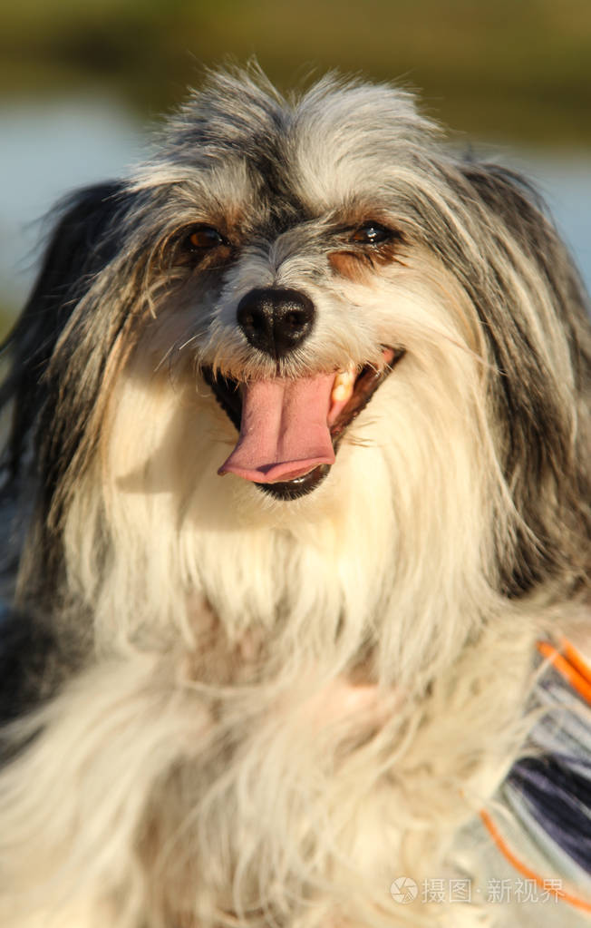 com新媒体授权标准授权扩展授权如何选择jpg大 2547*3997px发票合同