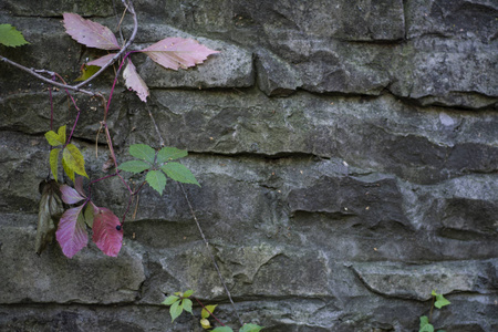 艺术背景花岗岩墙壁背景上的野生葡萄。