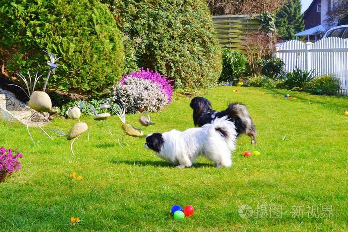可爱的佩金斯夫妇, 白色和黑色, 短和长的头发品种