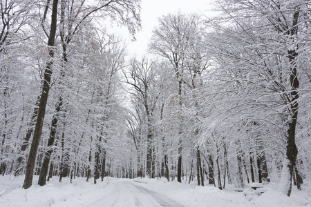 冬天的路上，森林和树木在阴天的雪背景下