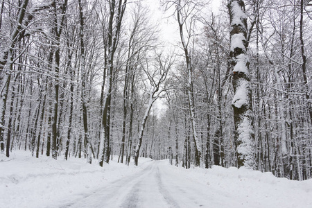 冬天的路上，森林和树木在阴天的雪背景下