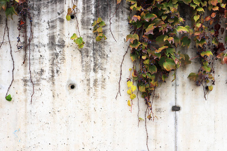 白色混凝土墙纹理与悬垂干葡萄植物。