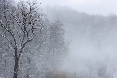 森林中的暴风雪一阵强风在山腰冬季的背景下驱动着一根雪柱