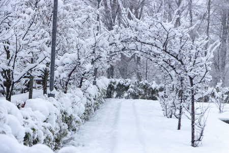 冬天的公园，在多云的冷天里有雪覆盖的植物