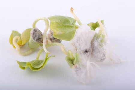 棉花种子发芽,准备播种照片