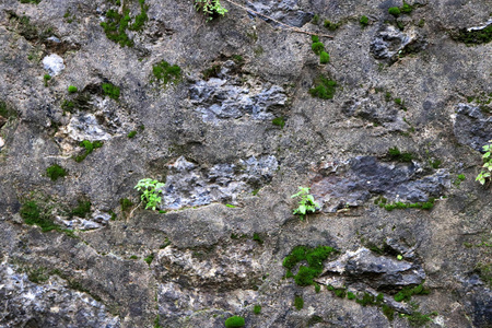 石皮石壁纹理与绿色苔藓。石崖背景..