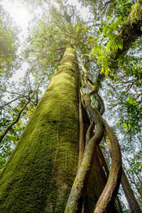 泰国清迈一片雨林中的休树。环境保护概念。