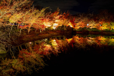 日本名古屋秋季公园景观枫树名为纳巴纳无佐藤，夜间光照。日本最大的照明公园之一，美丽的灯光装饰在生机勃勃的秋叶上