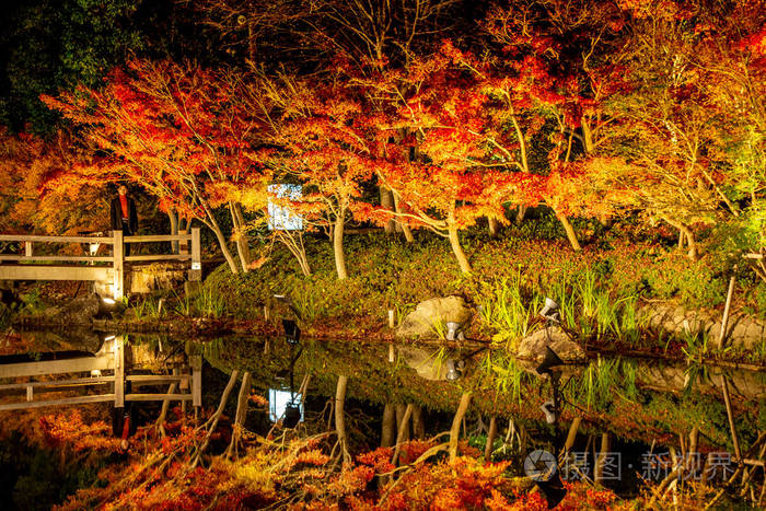 日本名古屋秋季公园景观枫树名为 纳巴纳无佐藤 夜间光照 日本最大的照明 公园之一 美丽的灯光装饰在生机勃勃的秋叶上照片 正版商用图片16cyge 摄图新视界