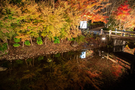 日本名古屋秋季公园景观枫树名为 纳巴纳无佐藤 夜间光照 日本最大的照明 公园之一 美丽的灯光装饰在生机勃勃的秋叶上照片 正版商用图片16cygb 摄图新视界