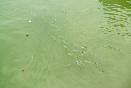 许多鱼在绿色坚硬的水面上游泳
