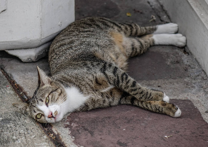 一只懒猫在泰国曼谷的老房子里放松。