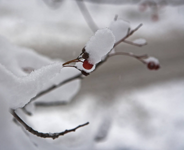 在雪中的红色浆果