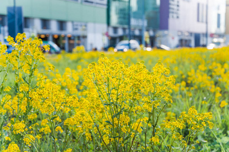 城市中长满黄花的草坪